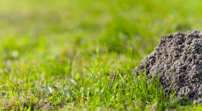 Get Rid of Moles in Your Yard – A Step-by-Step Guide for Homeowners