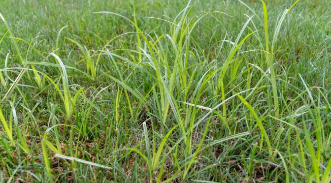 The Ultimate Guide to Identifying and Eliminating Nutsedge From Your Lawn