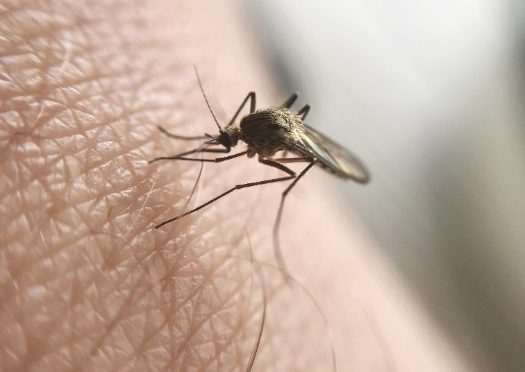 How Do I Get Rid of Mosquitoes (Quickly!)? Top 10 Ways to Prevent and Get Rid of Mosquitoes